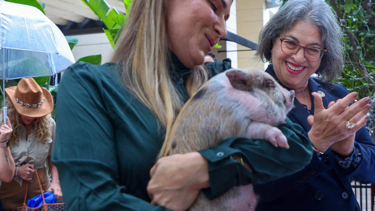 Miami-Dade County Mayor Daniella Levine Cava, right, joins in applause while “Six Seven” is held by Kali Castellanos after being pardoned during the 8th Annual Pig Pardoning Ceremony at Latin Cafe 2000. This year’s porcine honoree, ‘Six Seven,’ was given the chance to enjoy a long, peaceful life far from the holiday roasting pan.