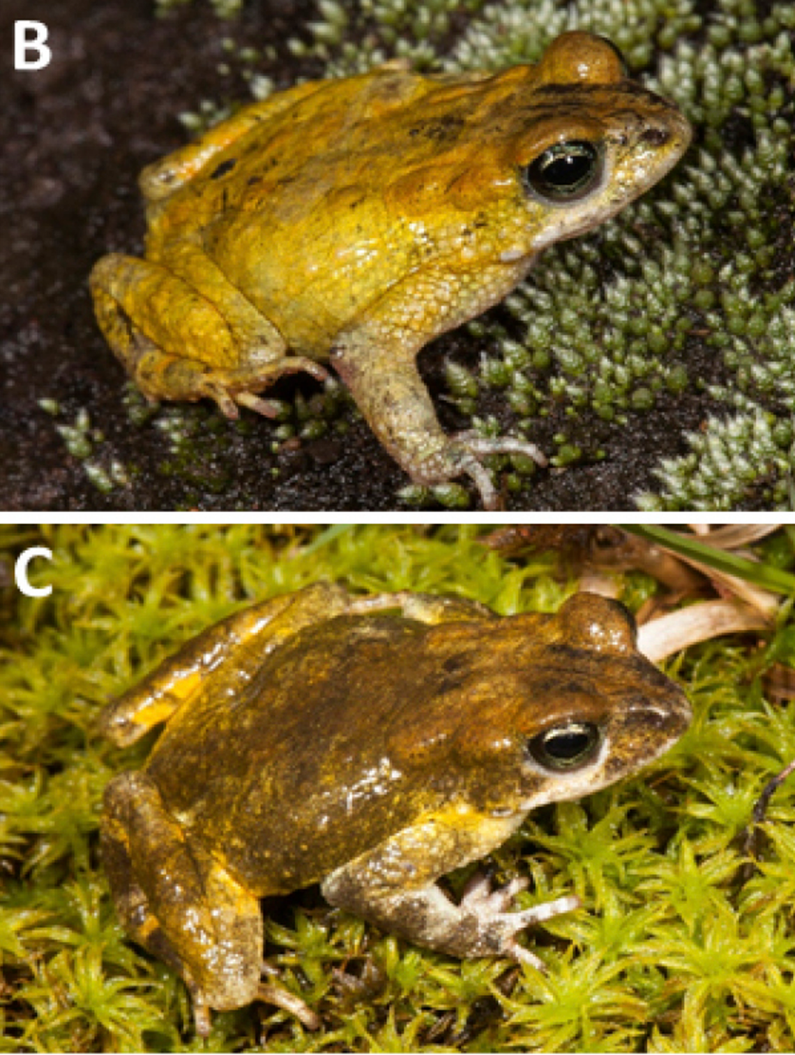 Photos show a male Poyntonophrynus fernandae, or Fernanda’s pygmy toad, and its ability to change its coloring.