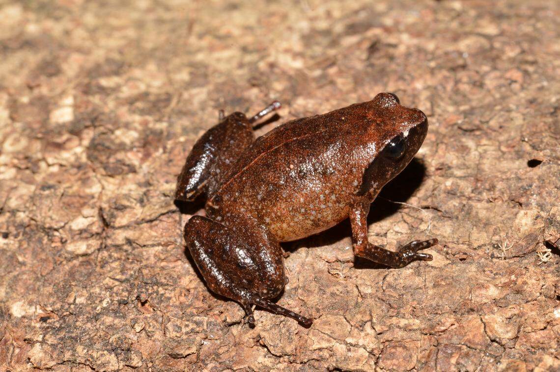 The “stout” frogs were named after their orange-brown skin.