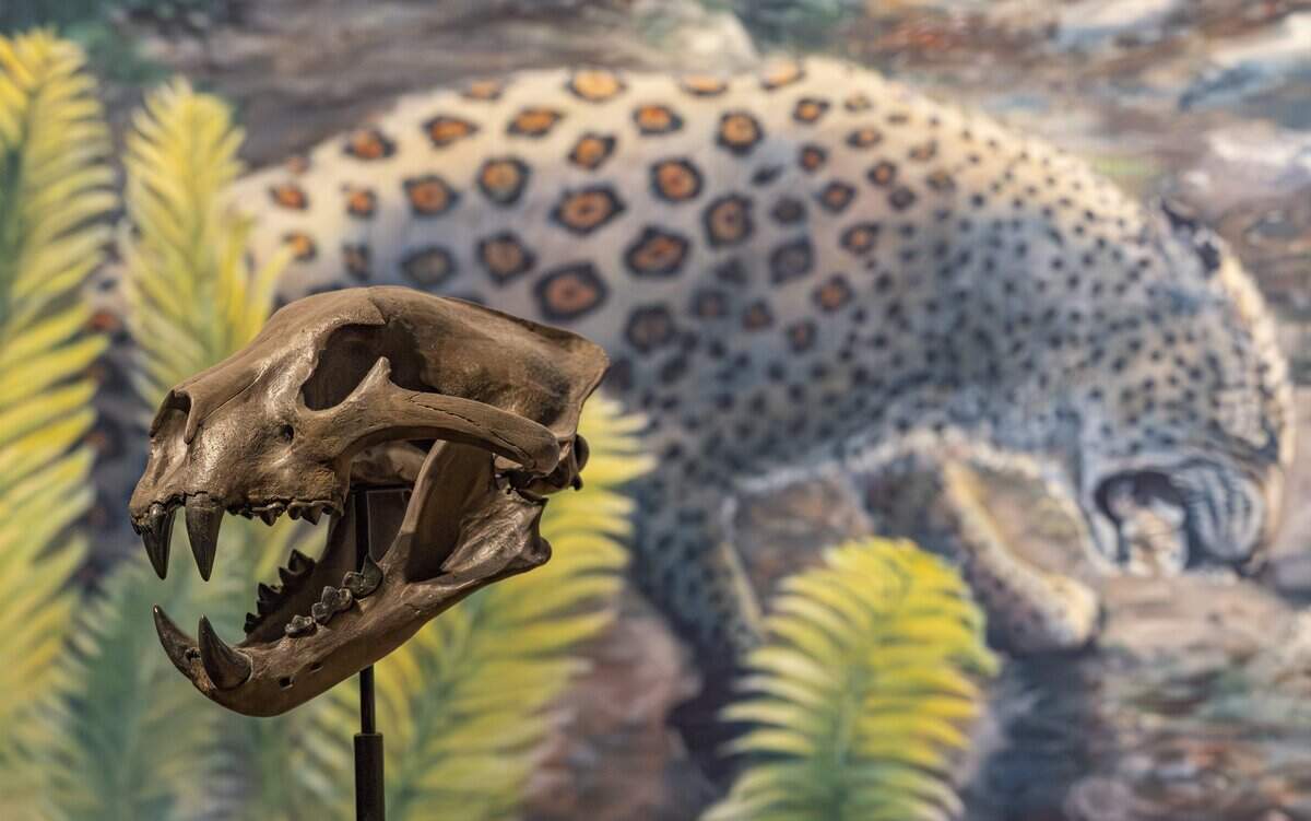 A replica of a jaguar skull thousands of years old that was found at an ancient archaeological site at the Deering Estate in South Miami-Dade County is on display at the Museum of Miami.