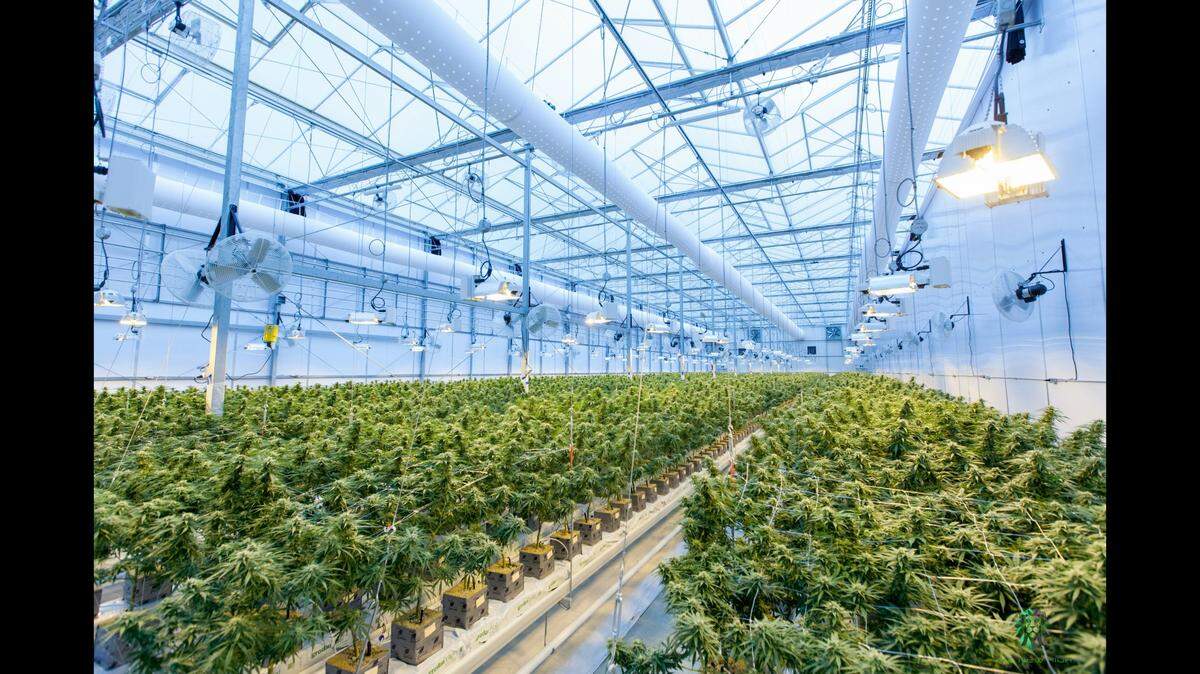 A recent study found that a marijuana extract could one day be an effective tool for treating skin cancer.