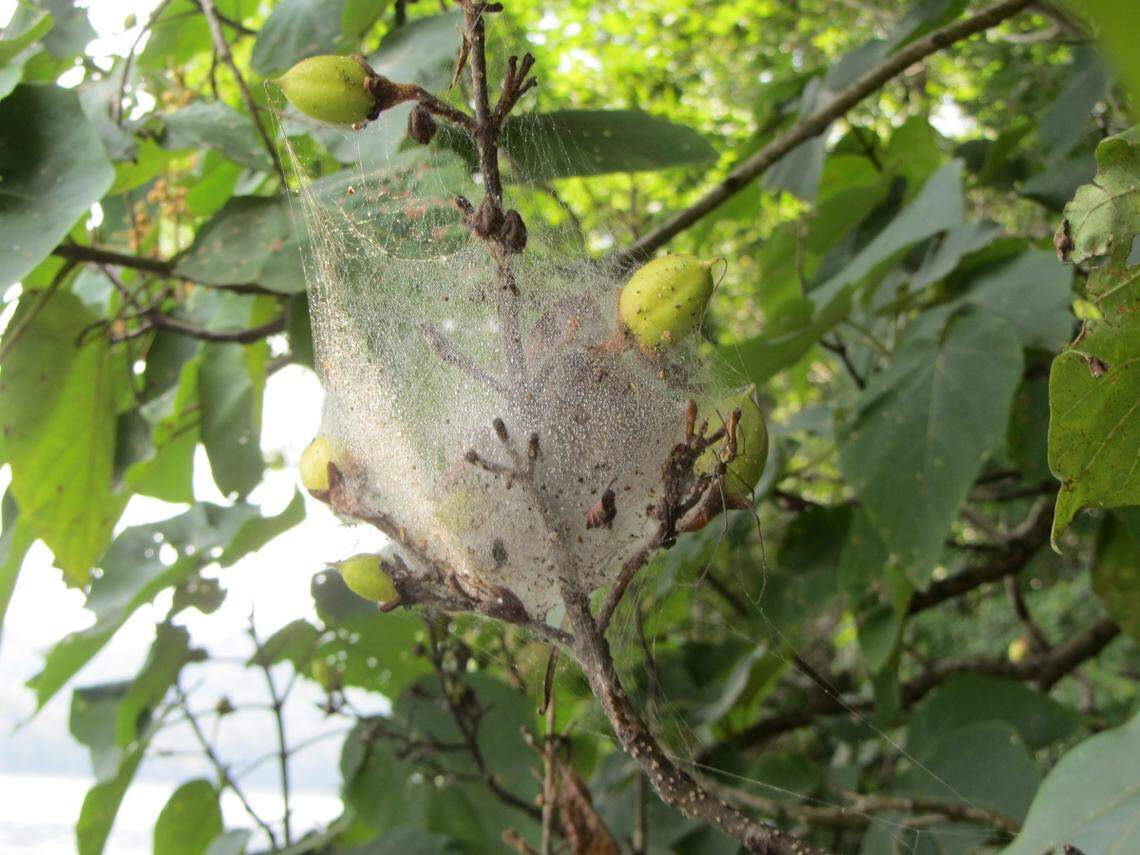 New research shows that the more aggressive the Anelosimus studiosus spider is, the better chance it will survive a hurricane. Their cobwebby nests can be anywhere from golf ball sized to basketball sized.