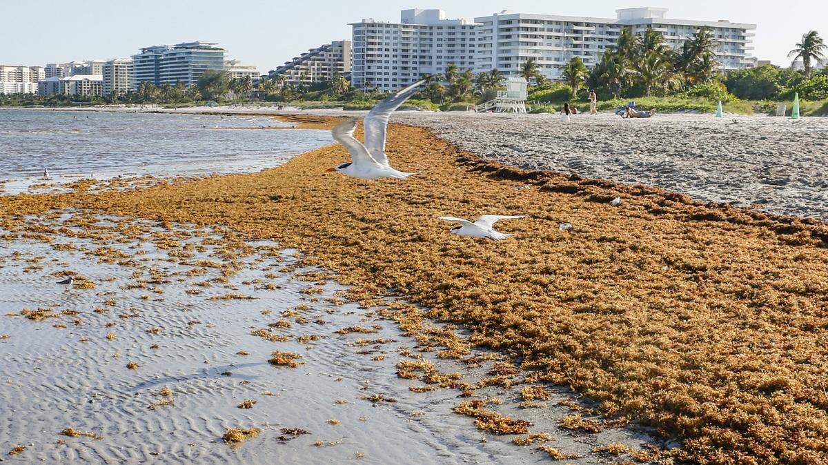 This year is predicted to be another record-setting sargassum year, with potentially more blooms reaching shore than last year as seen here along Crandon Park Beach on Thursday, May 7, 2026. The Florida Department of Health in Miami-Dade County advised Thursday, May 21, 2026, against any water related activities in Crandon Park North due to fecal contamination. 