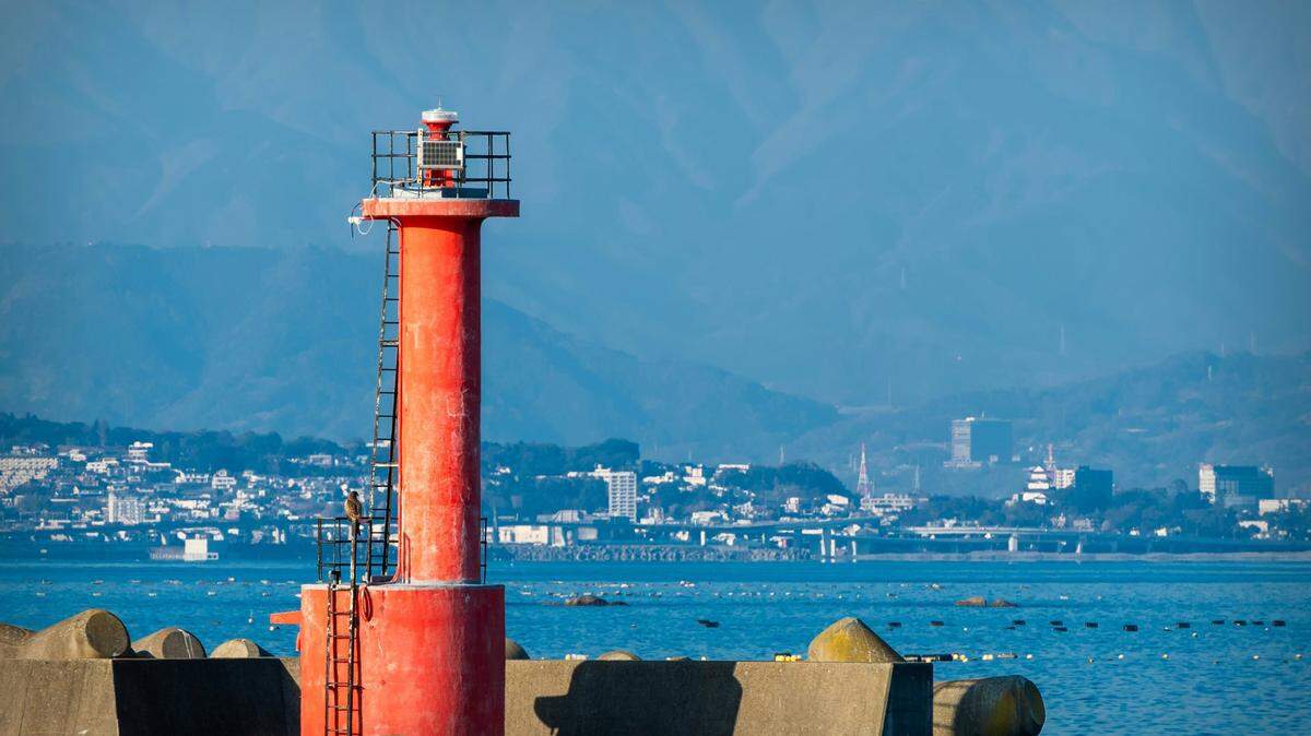 In a port on the east coast of Japan, a new translucent species was discovered.