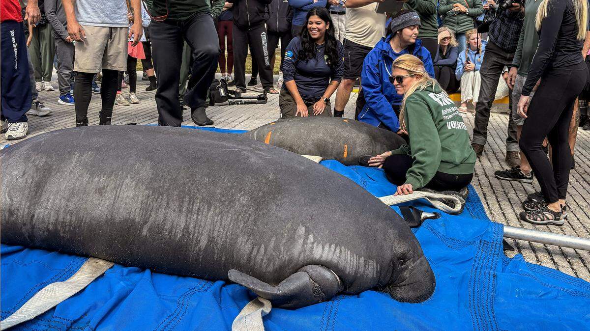 An adult manatee (front) and her calf lay on blue tarps while biologists and volunteers prepare to put them back into the ocean at John Pennekamp Coral Reef State Park in Key Largo. The Florida Fish and Wildlife Conservation Commission rescued them in May 2025 after the mother became badly entangled in fishing line. They were rehabilitated at SeaWorld Orlando.on Wednesday, January 28, 2026.