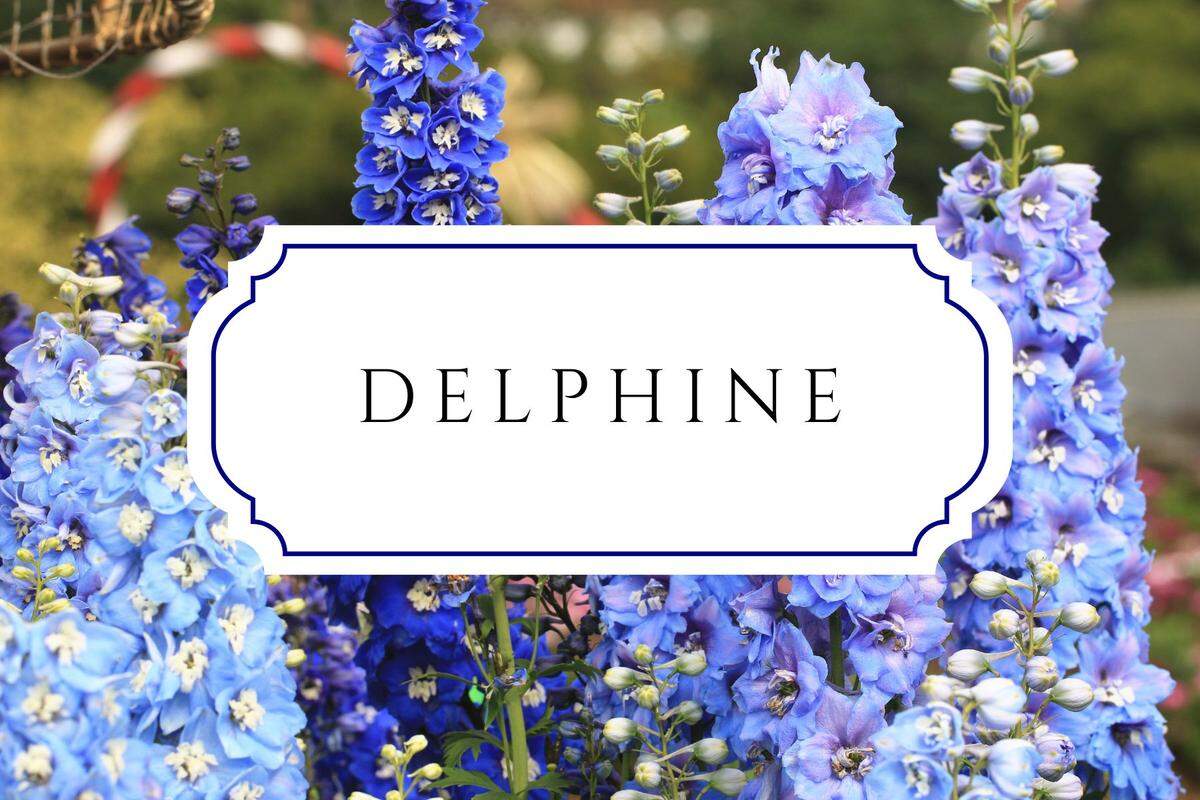 names that mean flower delphine