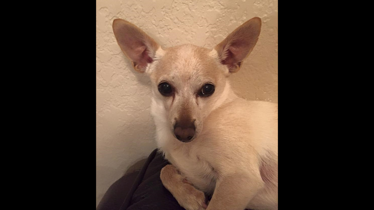 El “perro más viejo del mundo” vive en la Florida. Y tiene nombre de estrella de la música.