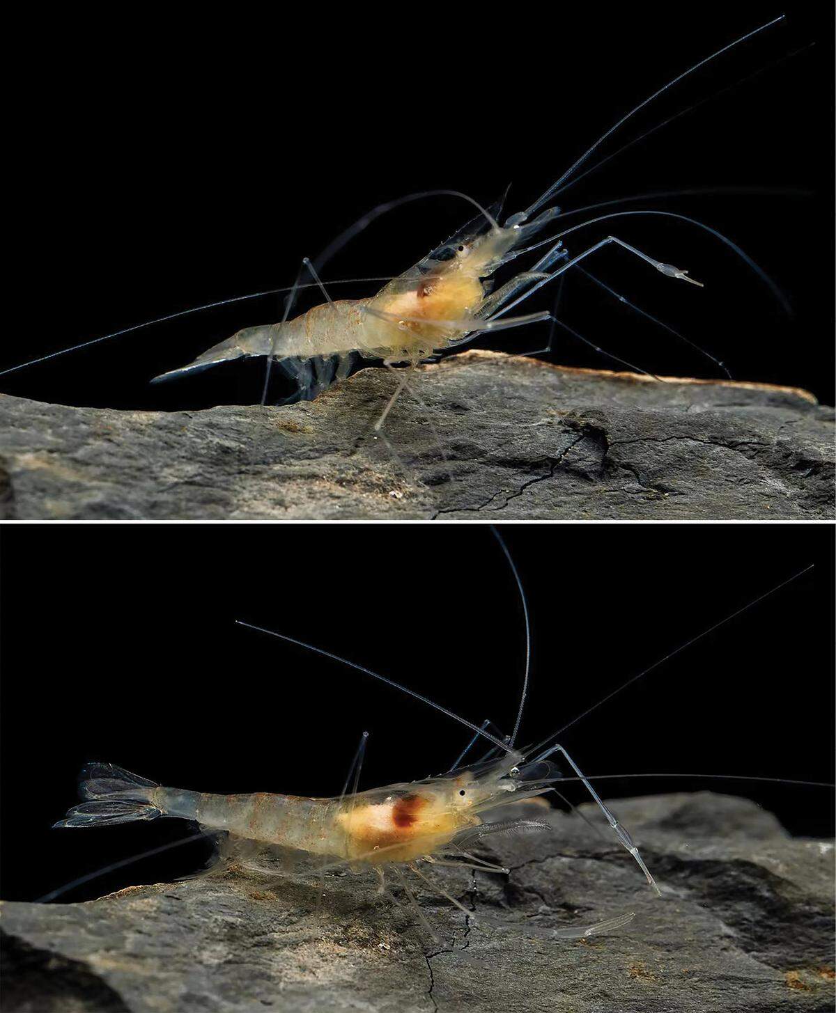 Macrobrachium parvum, or the “little” cave prawn.