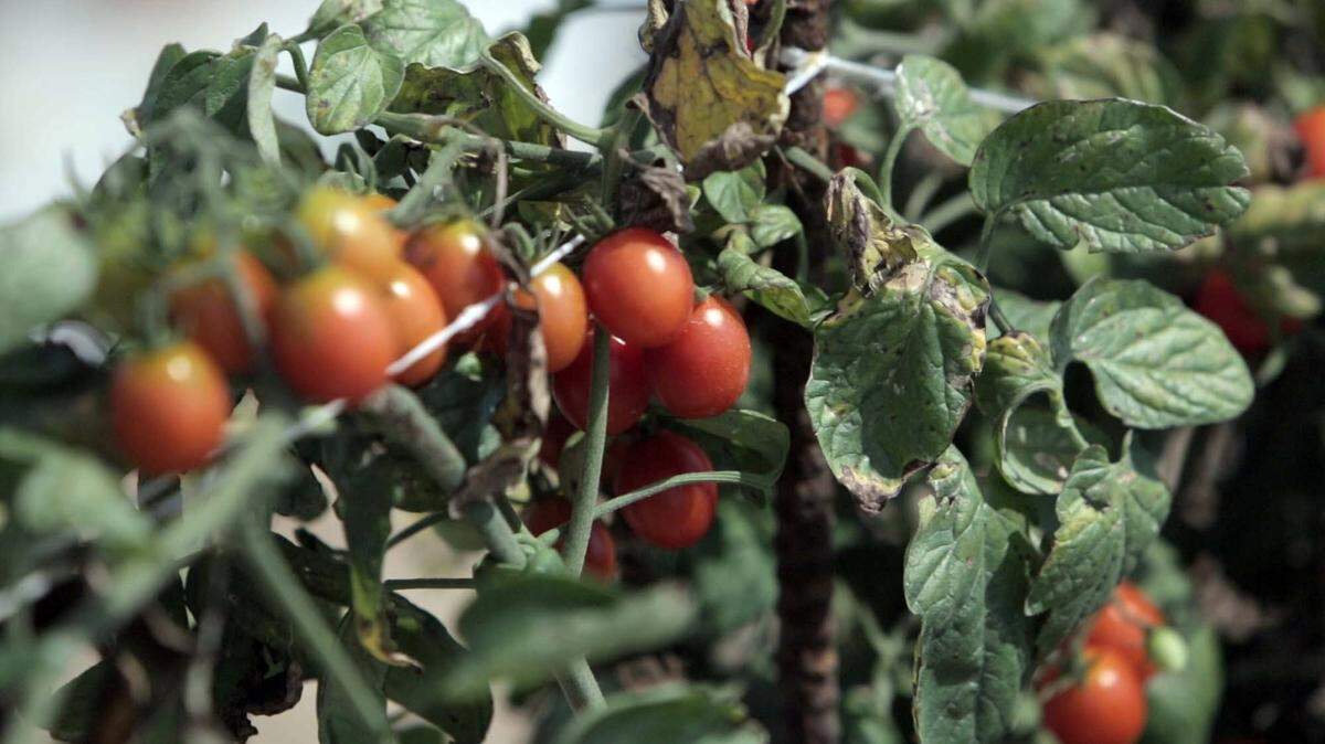 Three people have been indicted in a multi-state conspiracy involving the forced labor of Mexican agricultural immigrants.