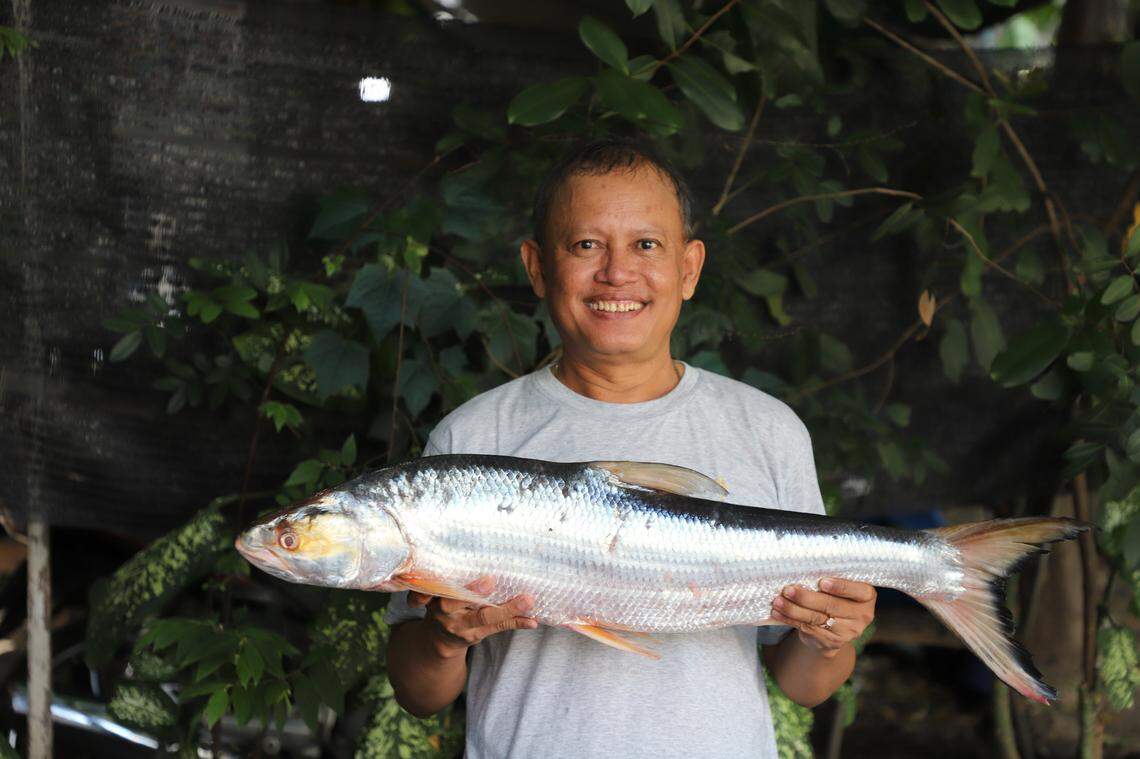 Giant salmon carp are part of a group of mega freshwater fish, researchers said.