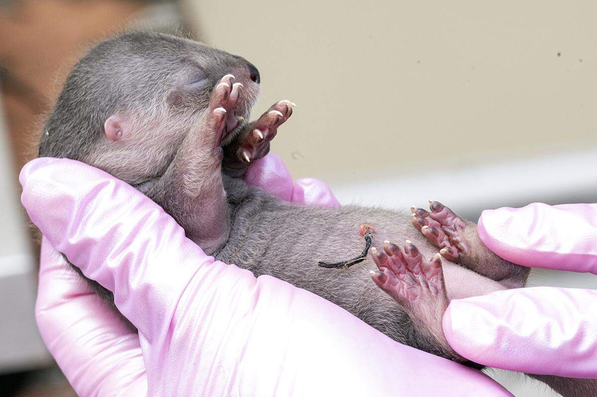 The webbed feet seem to be in order as this newborn female river otter gets an exam at Zoo Miami on Feb. 8, 2023. The river otter was one of three born to Zinnia, a 5-year-old North American river otter at the South Miami-Dade attraction.