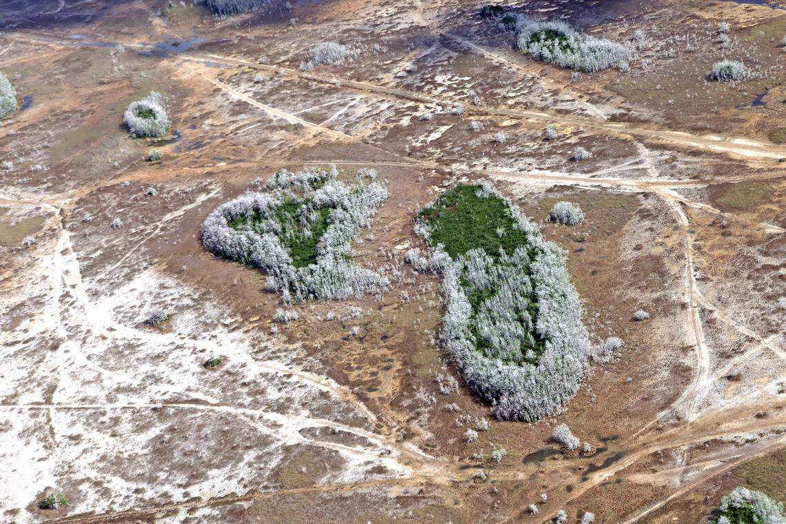 Aerial view of a cypress swamp in the Everglades in March during one of the worst droughts the state has experienced in decades. The green tree clusters are known as “cypress domes” where the water is typically deepest. The trees surrounding the green center are bald cypress trees that drop their needles in the winter.  Flight provided by LightHawk.