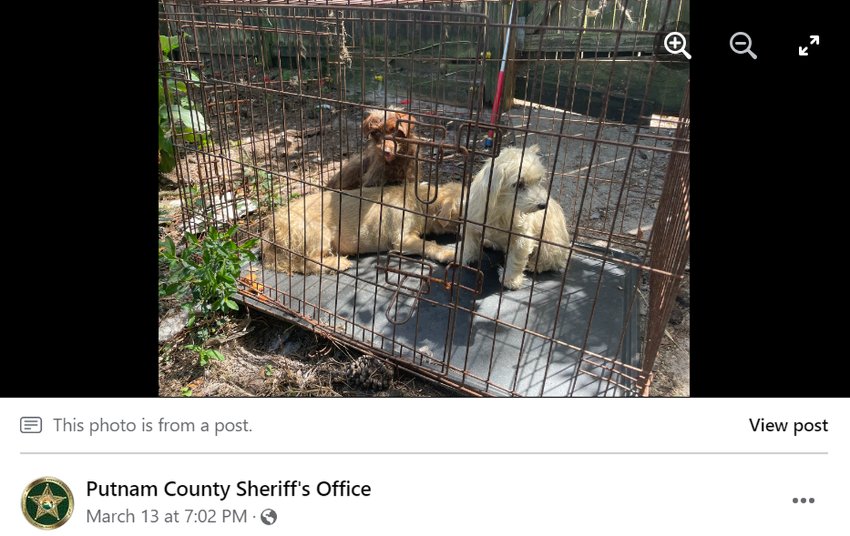 The dogs were fed but not receiving veterinary care, the sheriff’s office said.