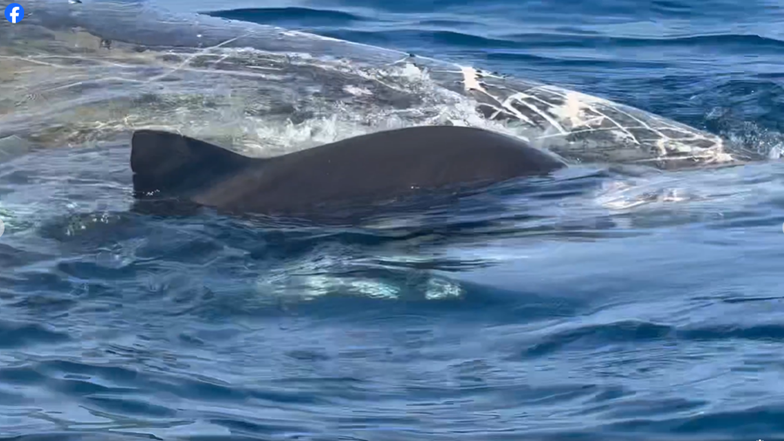 Tiger sharks have begun feeding on the 44-foot-long sperm whale that died off the coast of Venice, Florida, video shows.