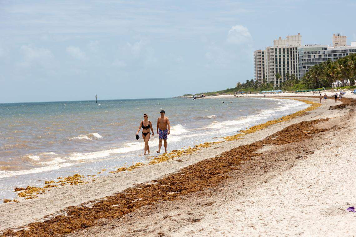 Swaths of sargassum washed up in Key Biscayne on April 24, 2025