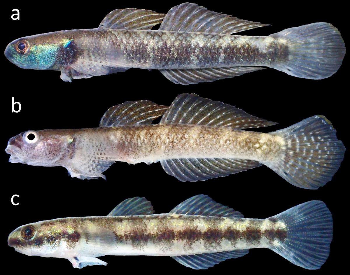 Males of the species have a metallic blue head and greenish body, while females are more neutral.