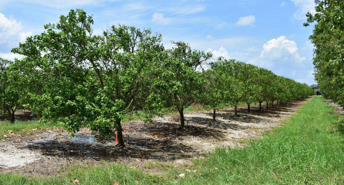 Sour orange trees grow in the Grassy Island grove in Okeechobee, Fla., on Friday, May 12, 2023.