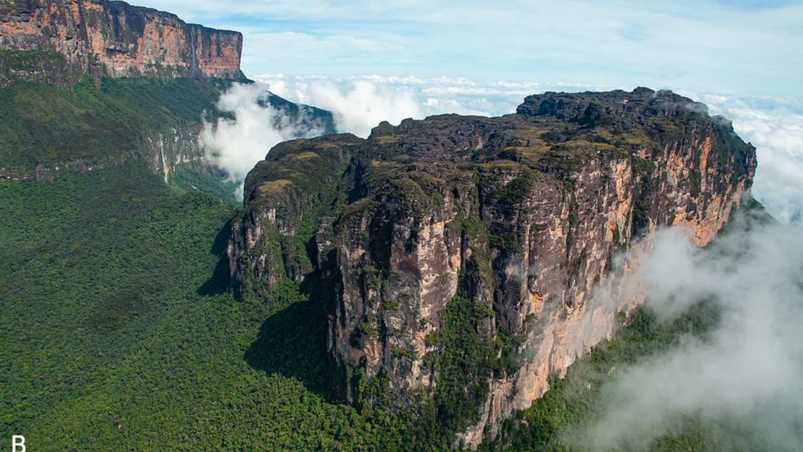Scientists summited Wei-Assipu-tepui mountain and discovered a “cryptic” new animal species carrying its babies on its back, the study said.