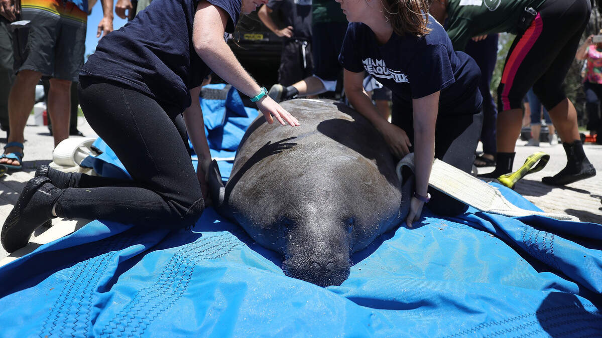 florida manatee rescue