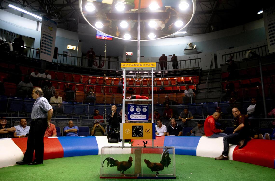 Two roosters prior to battle at the Club Gallistico of Isla Verde on December 11, 2019, in San Juan, Puerto Rico.