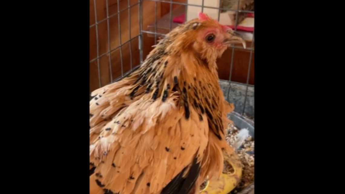 A hen that had been officially certified as the “world’s oldest living chicken” by Guinness World Records has died in Chelsea, Michigan.