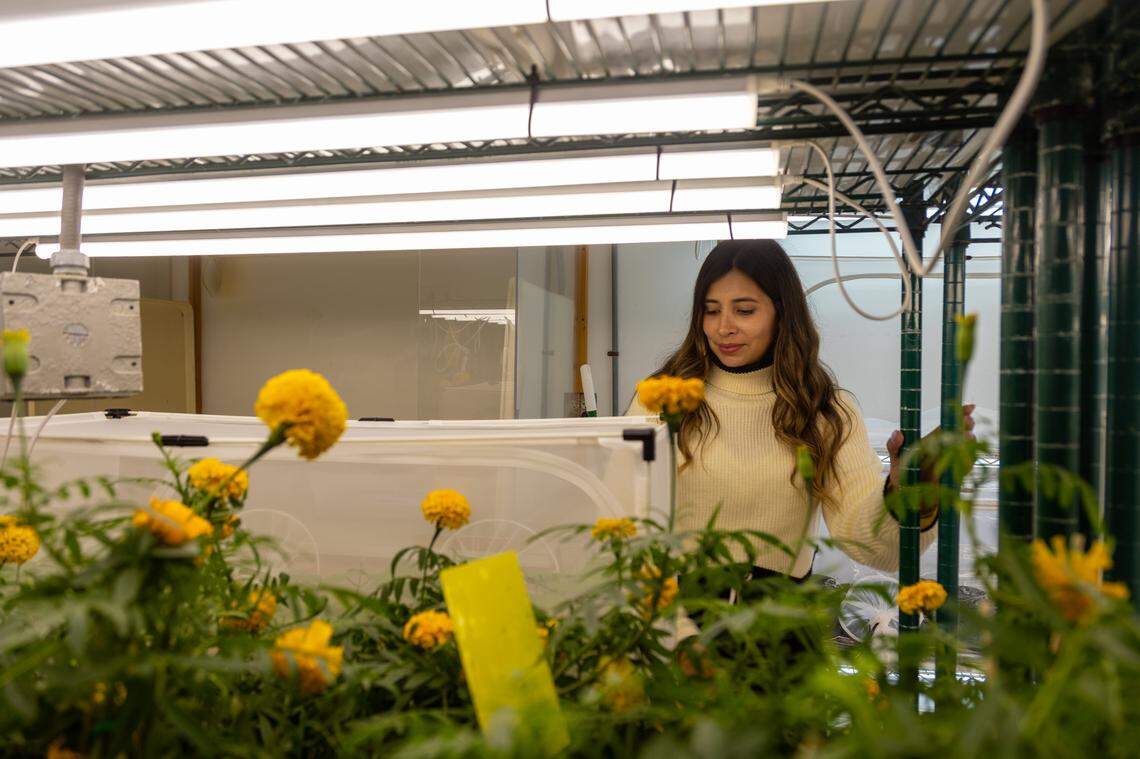 Maria Alejandra Canon, a biological scientist and the lab’s manager, checks in on the plants including marigolds the lab is growing to attract the thrips.