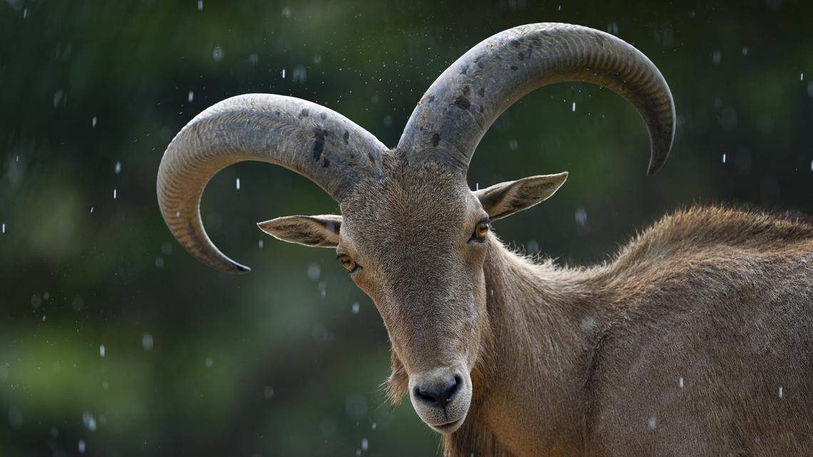 A barbary sheep is pictured at Aurora Zoo in Guatemala City on May 15, 2025. (Photo by JOHAN ORDONEZ / AFP) (Photo by JOHAN ORDONEZ/AFP via Getty Images)