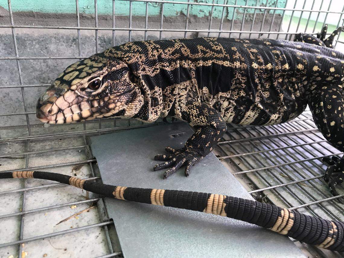 Argentine black and white tegu