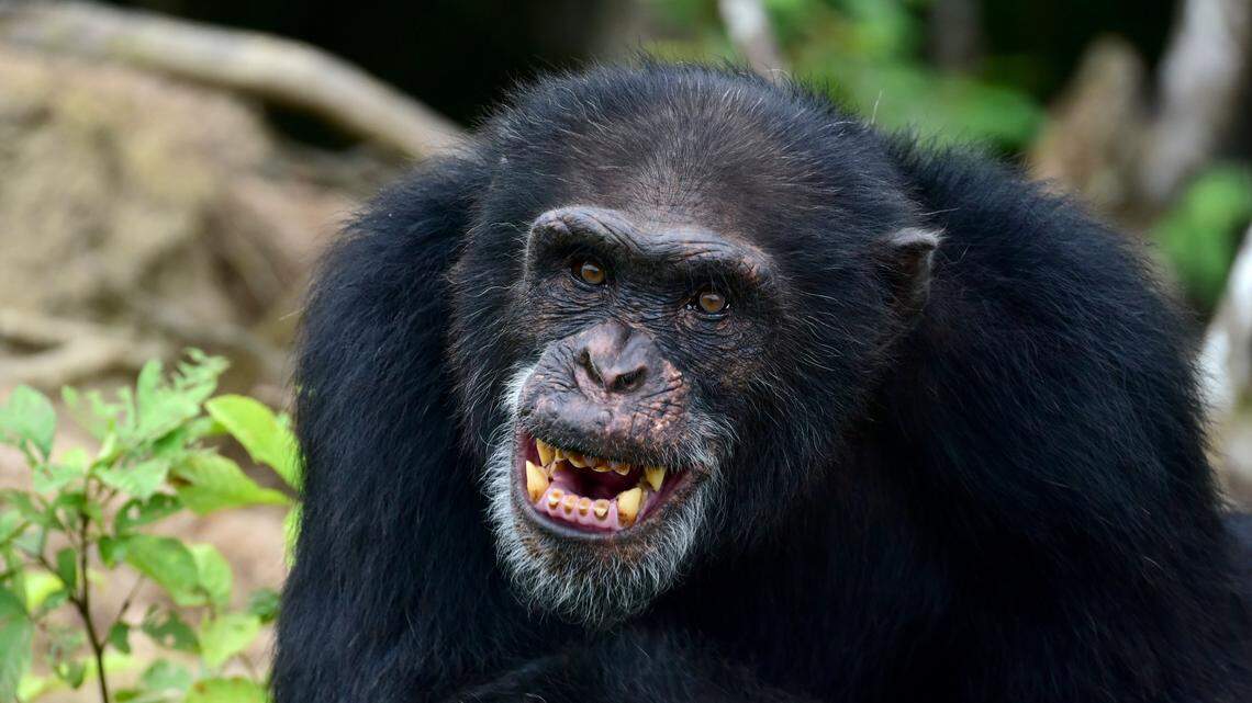 Outnumbered Chimpanzees Launch Brutal Civil War Against Larger Rival Faction in Uganda