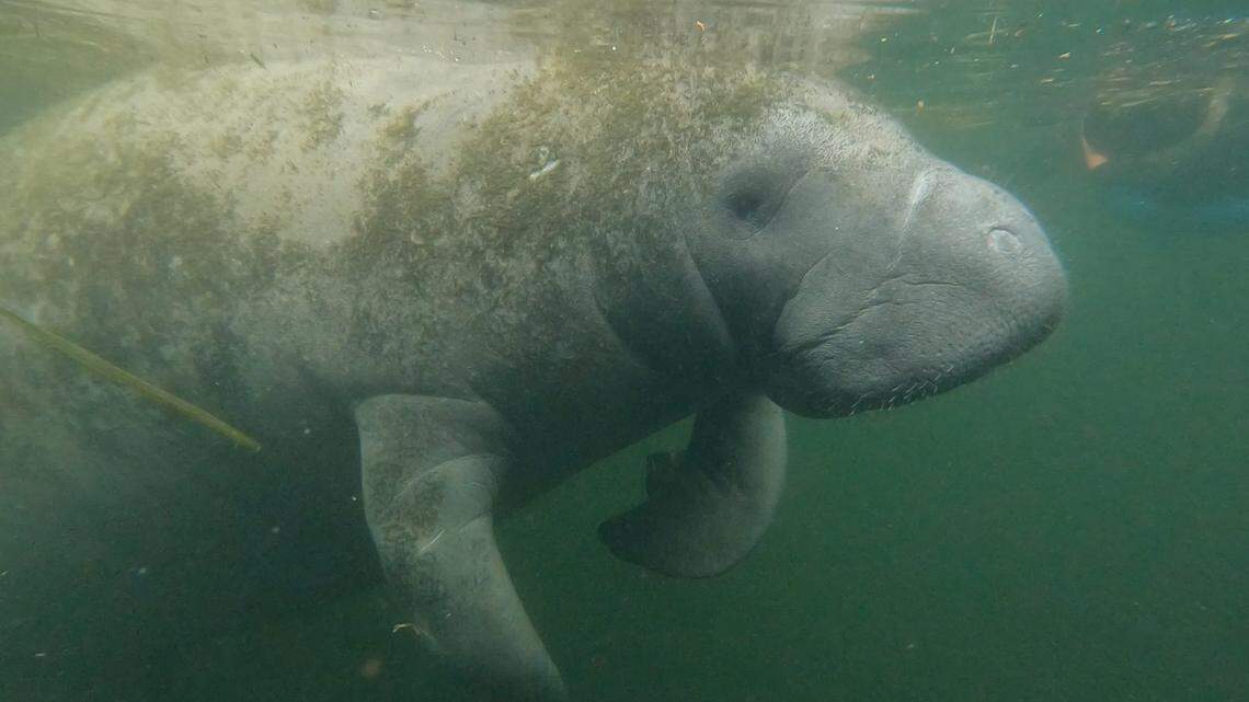 A dead manatee was found in the Myrtle Beach area. Here’s what we know about its death