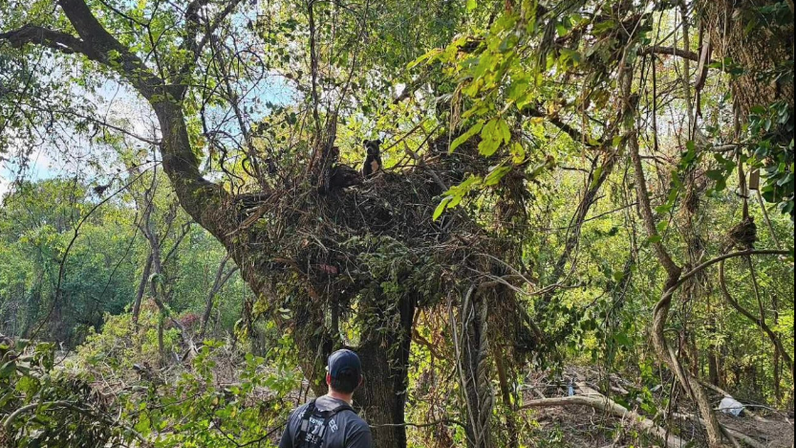 Searchers looking for Helene flood victims in Washington County, Tennessee, found a dog stuck for days in the top of a tree, photos show.