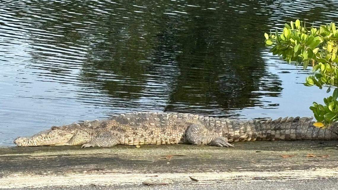 A crocodile lounges on the Whitewater Bay boat ramp in Flamingo, the southernmost National Park Service headquarters in Everglades National Park.
