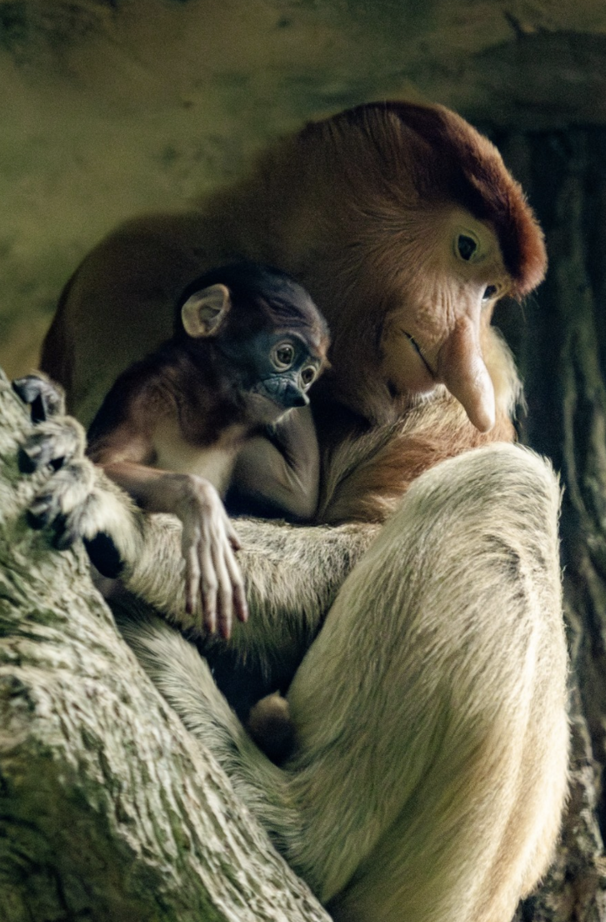Putri, a baby proboscis monkey is known to snuggle with mom, the organization said.