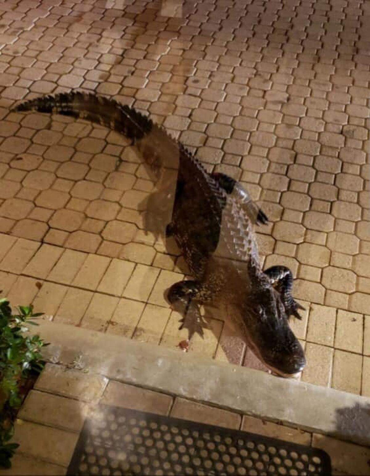 Guards at a Palm City community were greeted by an  8-foot gator on their midnight shift.