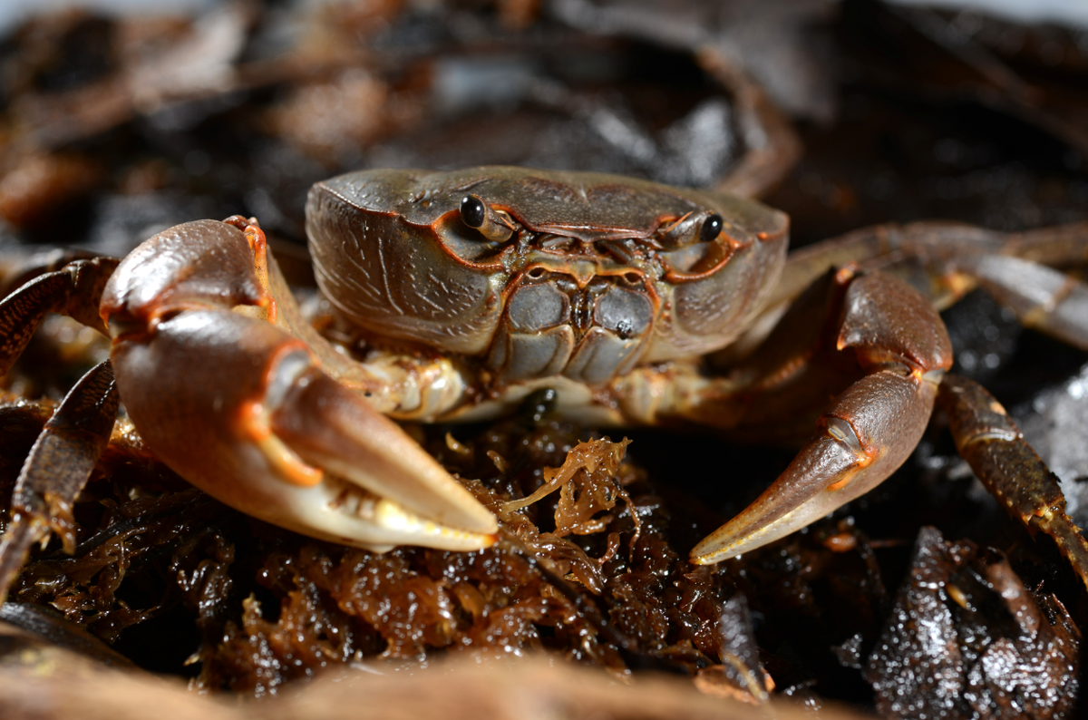 The new species was discovered in the “pristine” freshwater of a mountain stream in the Philippines.
