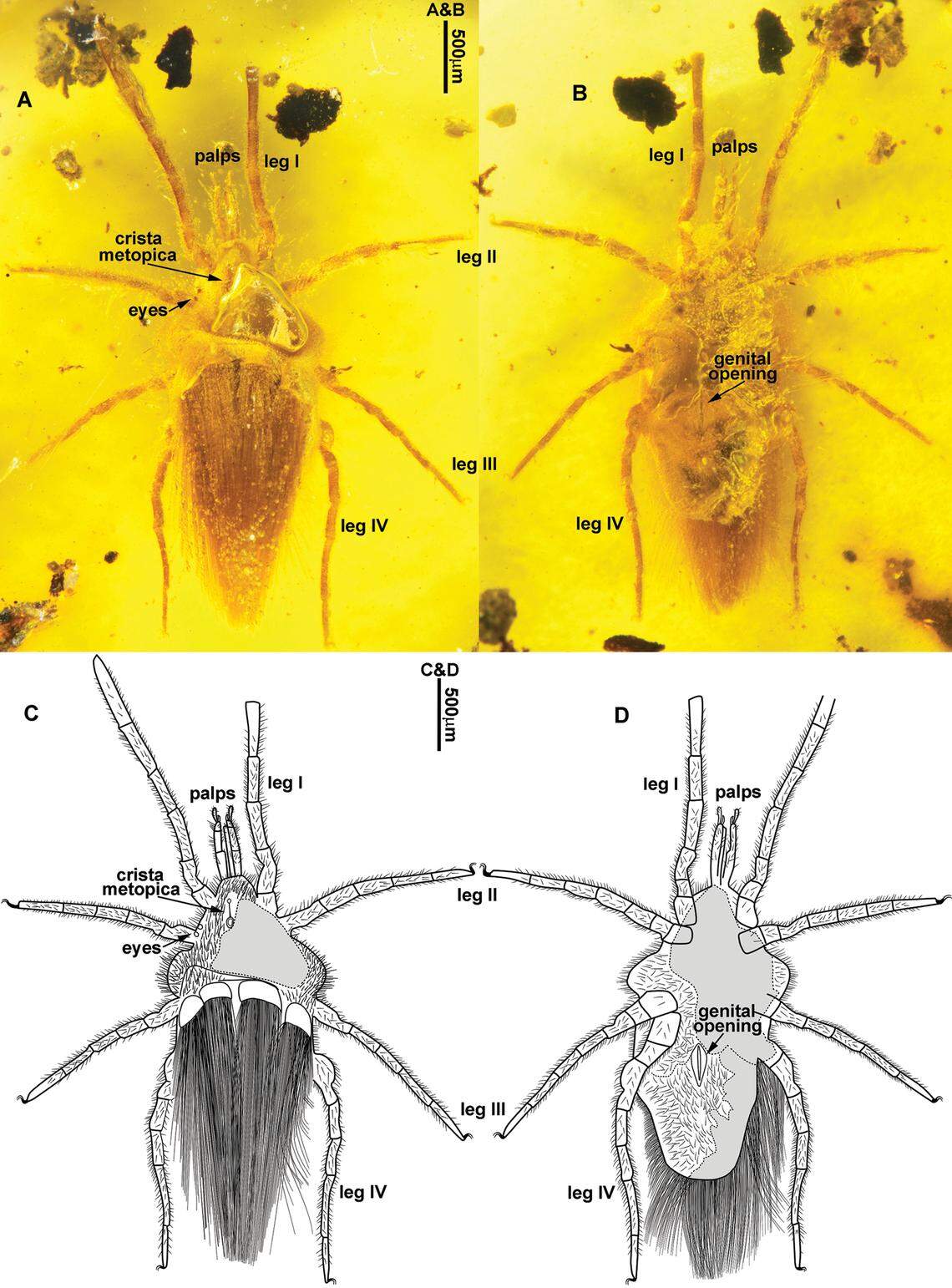 A polished window let researchers take a closer look at the animal inside.