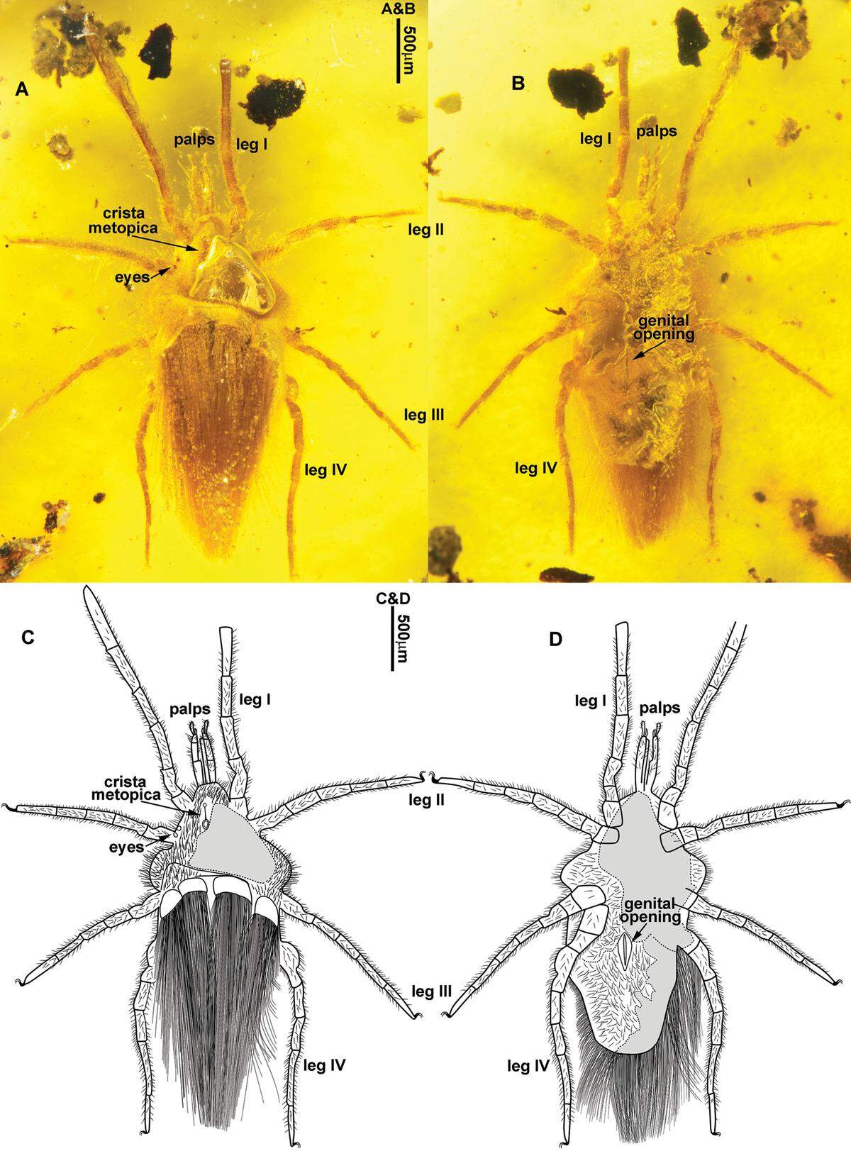A polished window let researchers take a closer look at the animal inside.