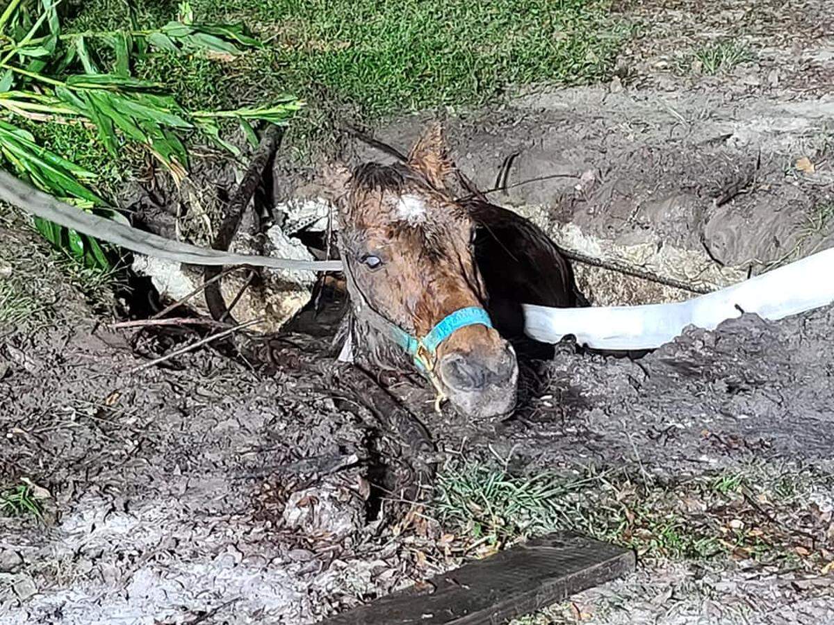 This is how Marion County Fire Rescue found Buddy Bear, a horse that had fallen into a septic tank in north central Florida, on Oct. 30, 2020.