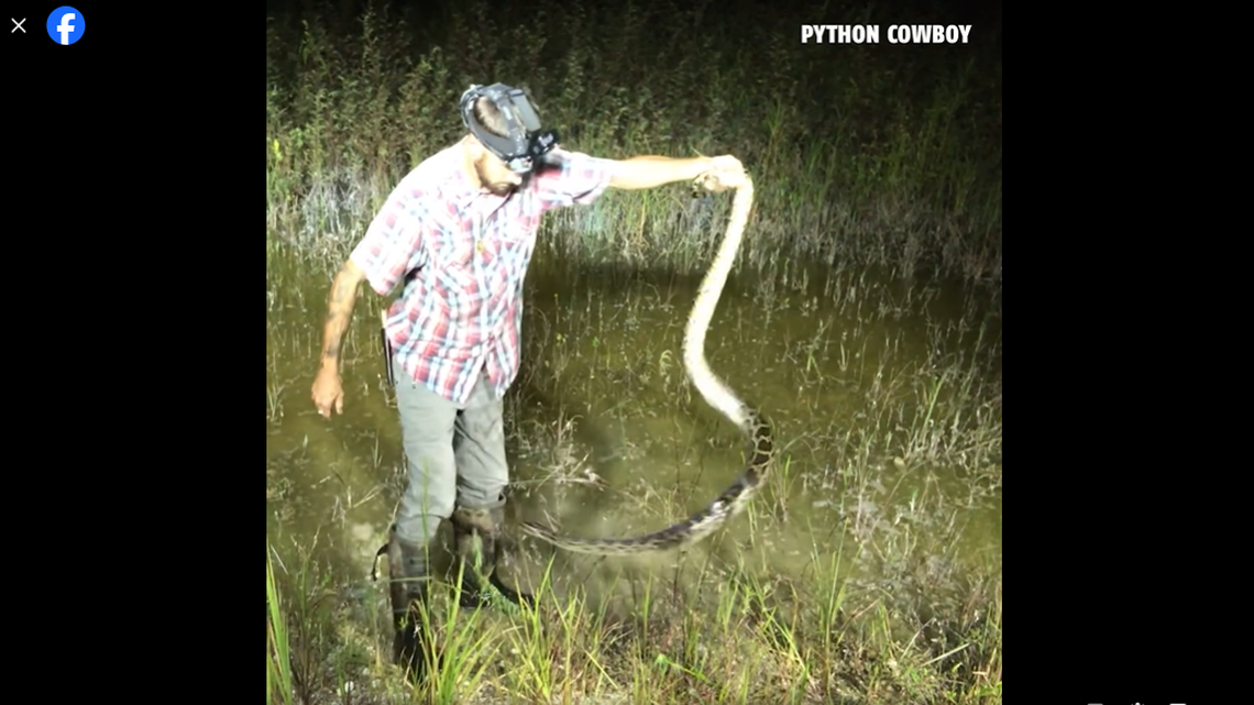 Lasting just under 2 minutes, the recording shows what amounts to a dance, with the ”feisty” snake whipping and twisting its body in the air while trapper Mike Kimmel twirls to dodge its snapping jaws.