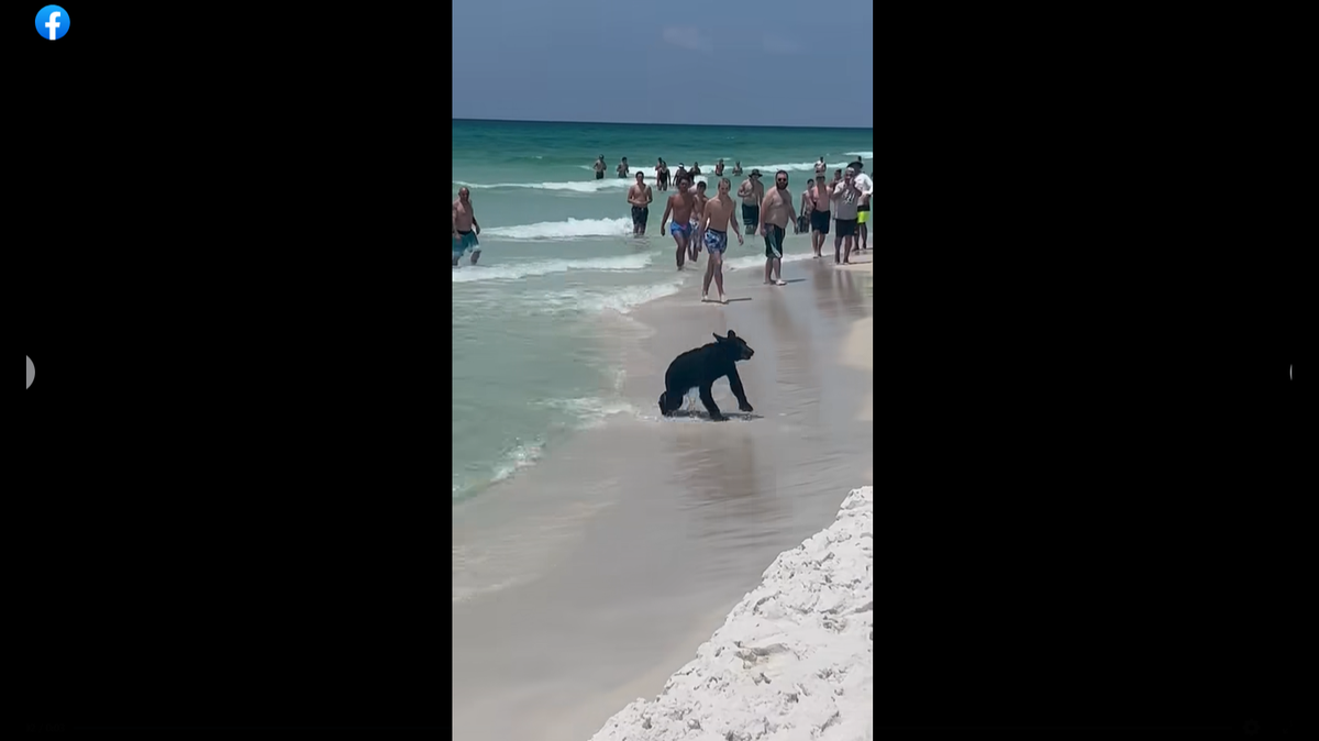 The bear was swimming in the water before coming onto shore, videos show.