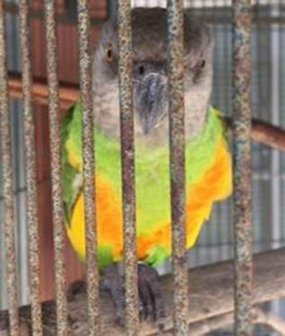 Benny in his cage