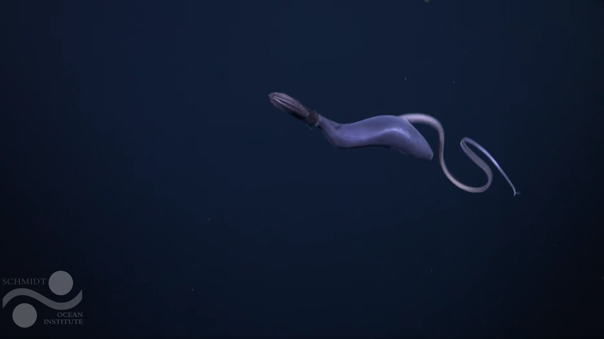 Scientists saw a mysterious deep sea animal, still misshapen from its last meal, swimming off the coast of Costa Rica, a first-of-its-kind video shows.