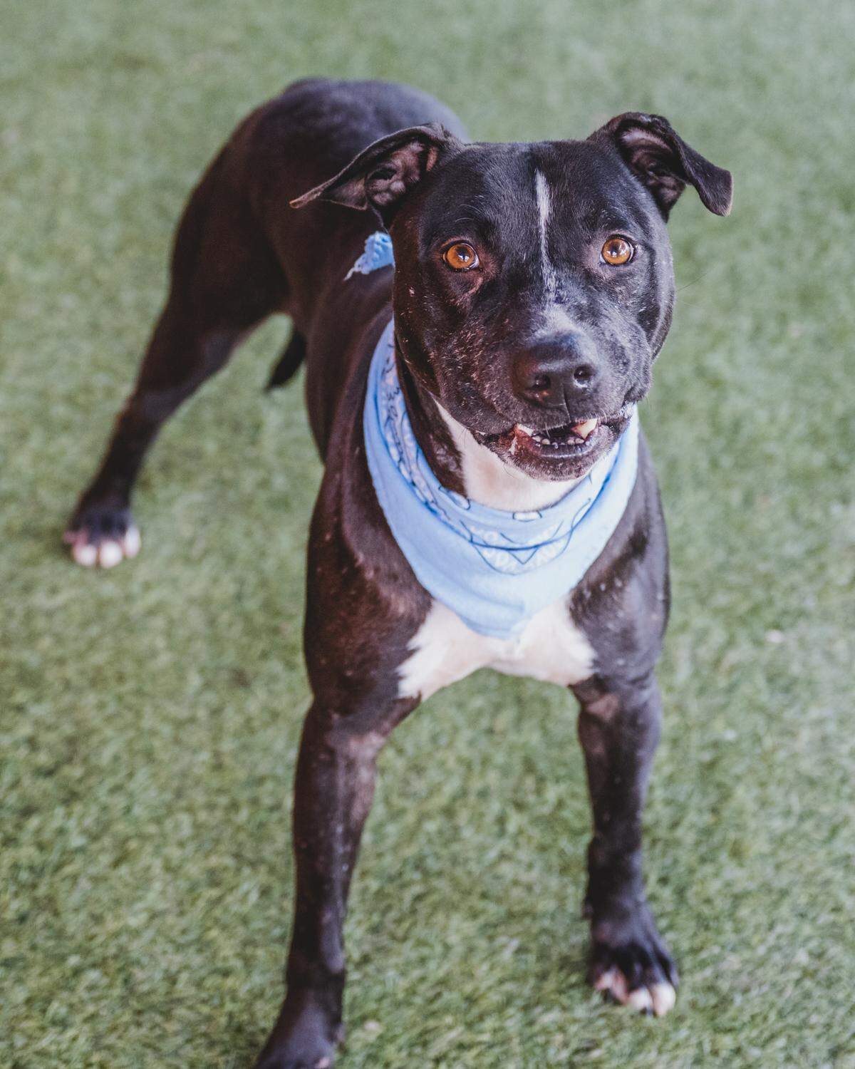 “This 5-year-old boy handsome boy is Alvin A2246980. He is a bit shy at first but warms up quickly. Alvin has lived with other dogs and often participates in playgroups, he does great with calmer, low-energy dogs. He is also very gentle while taking treats and has the best manners. Alvin has been looking for a new home since September of 2022.”