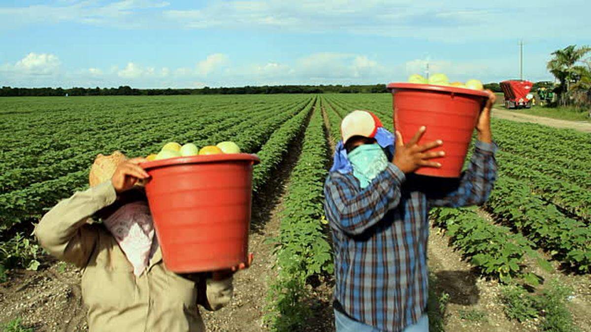 Two farmworkers carry produce out of a field in Homestead, Florida.