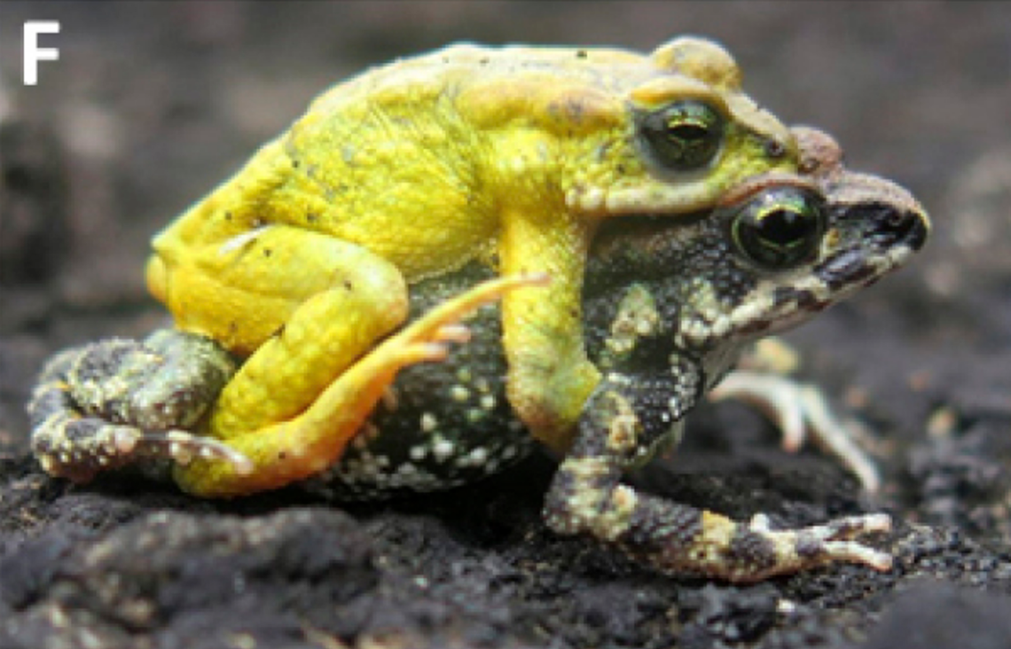 A mating pair of Poyntonophrynus fernandae, or Fernanda’s pygmy toads.