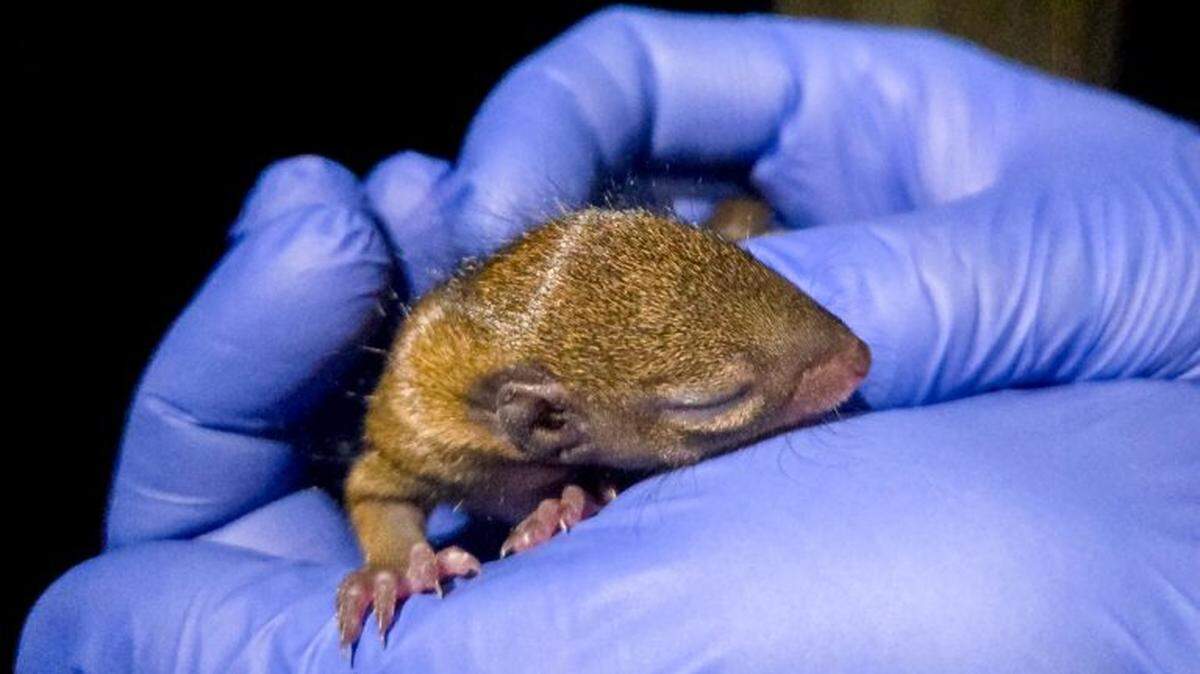 One of two northern tree shrew pups at Potter Park Zoo.