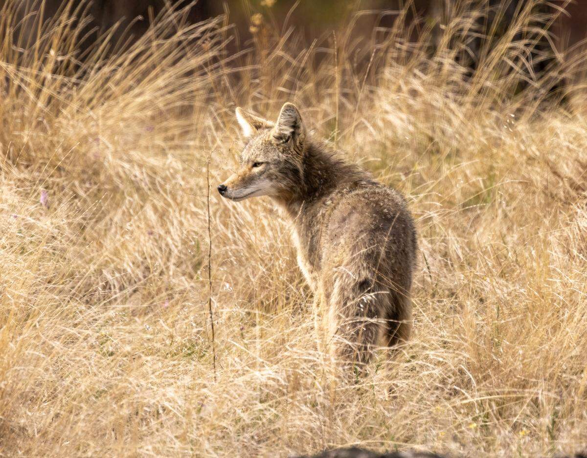 Coyotes can be found in all 67 Florida counties, according to the Florida Fish and Wildlife Conservation Service.