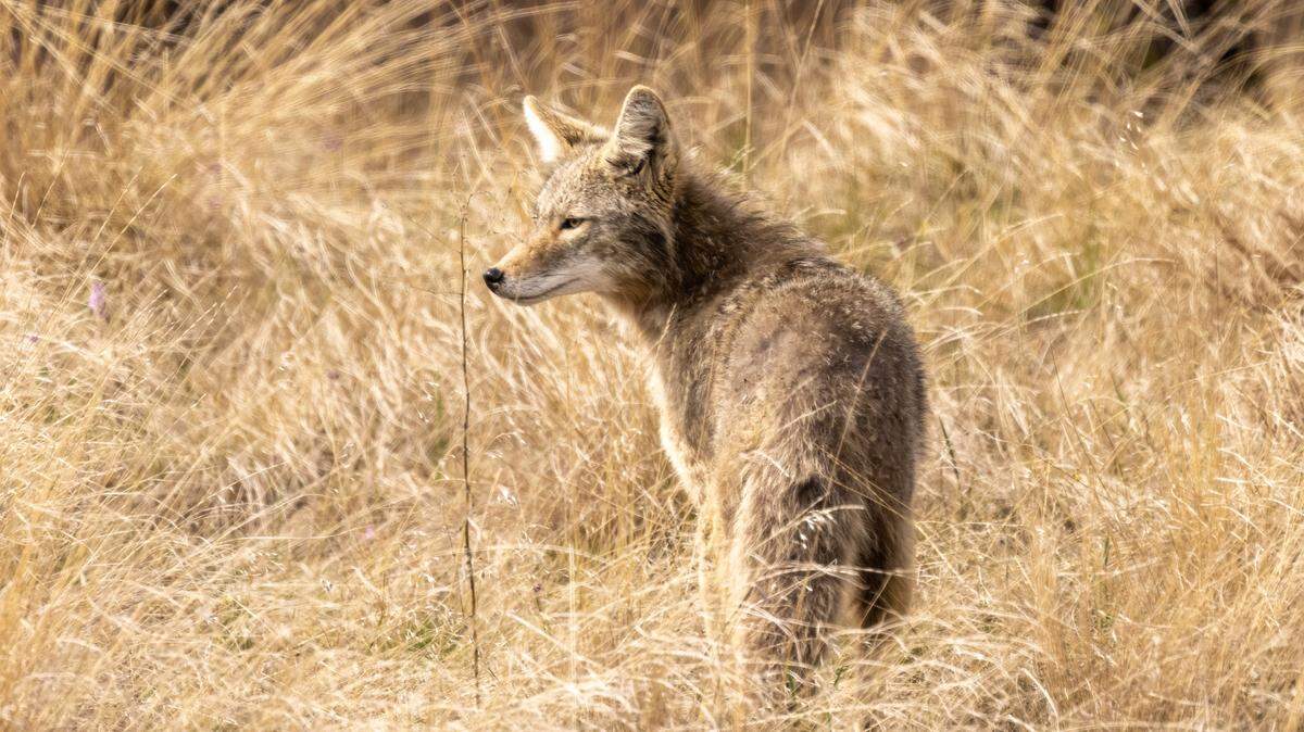 Coyotes can be found in all 67 Florida counties, according to the Florida Fish and Wildlife Conservation Service.