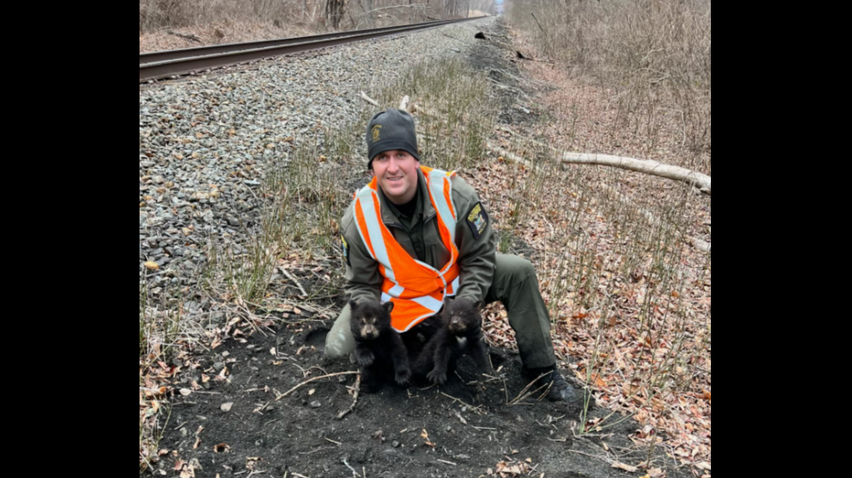 Two bear cubs were found without their mother by railroad tracks in New York.
