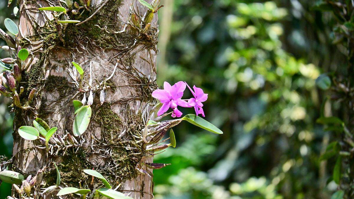 In an orchid reserve in China, a new species was discovered.